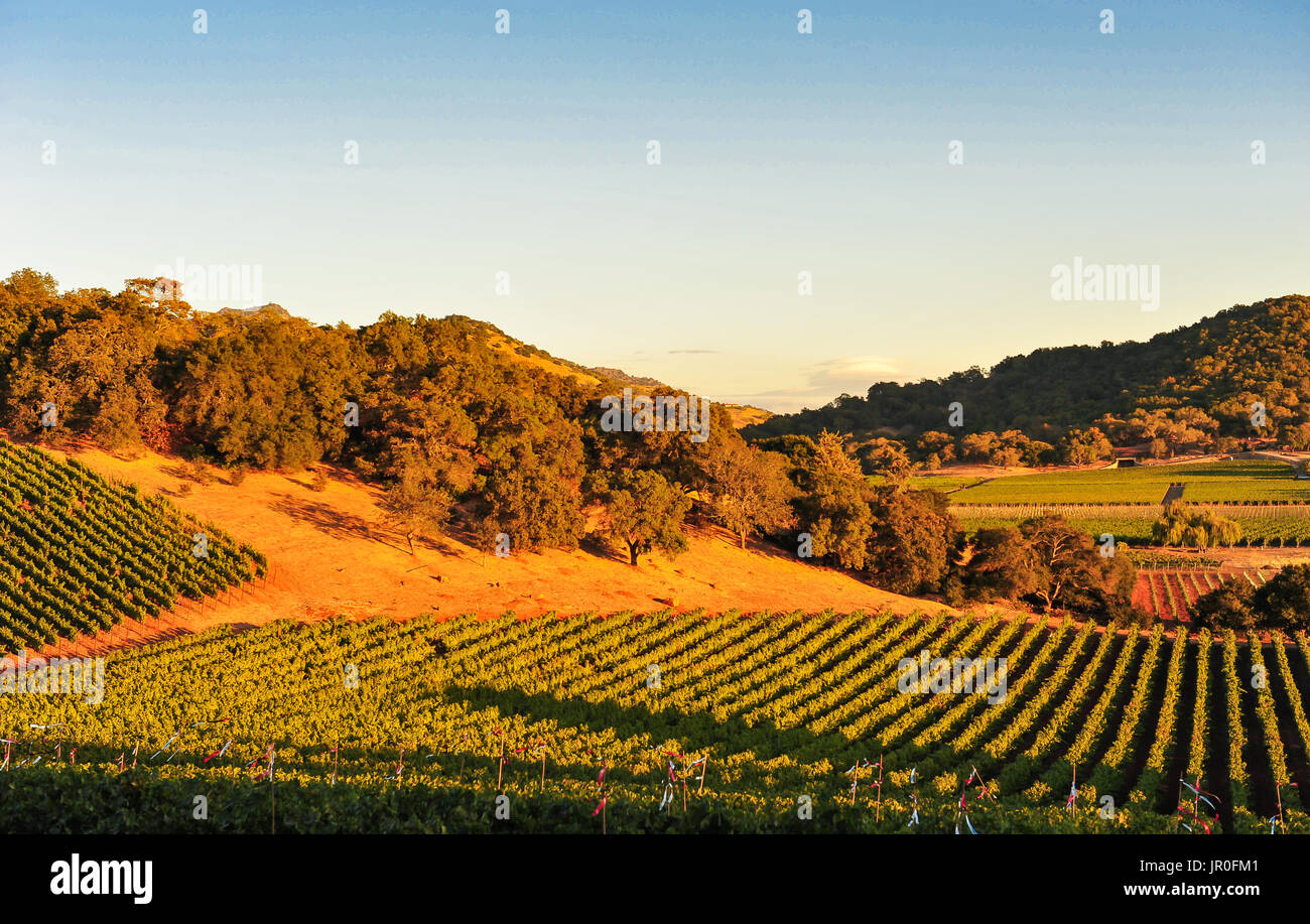 Napa Valley California, Oct. 3, 2010:  Sunset light on meticulously manicured vineyards as the harvest season begins in wine country. Stock Photo