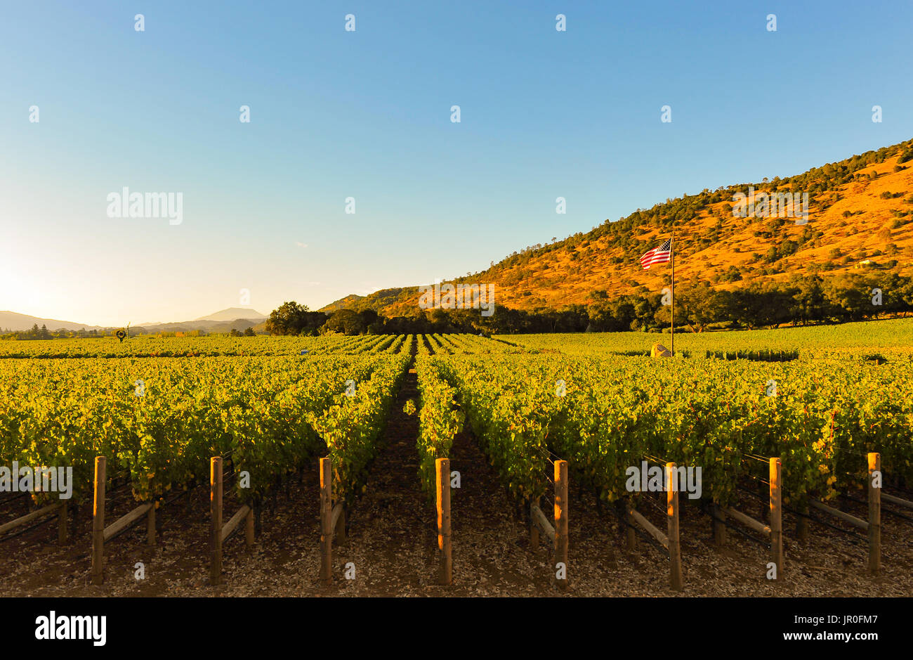 Napa Valley California, Oct. 3, 2010 Sunset light on meticulously