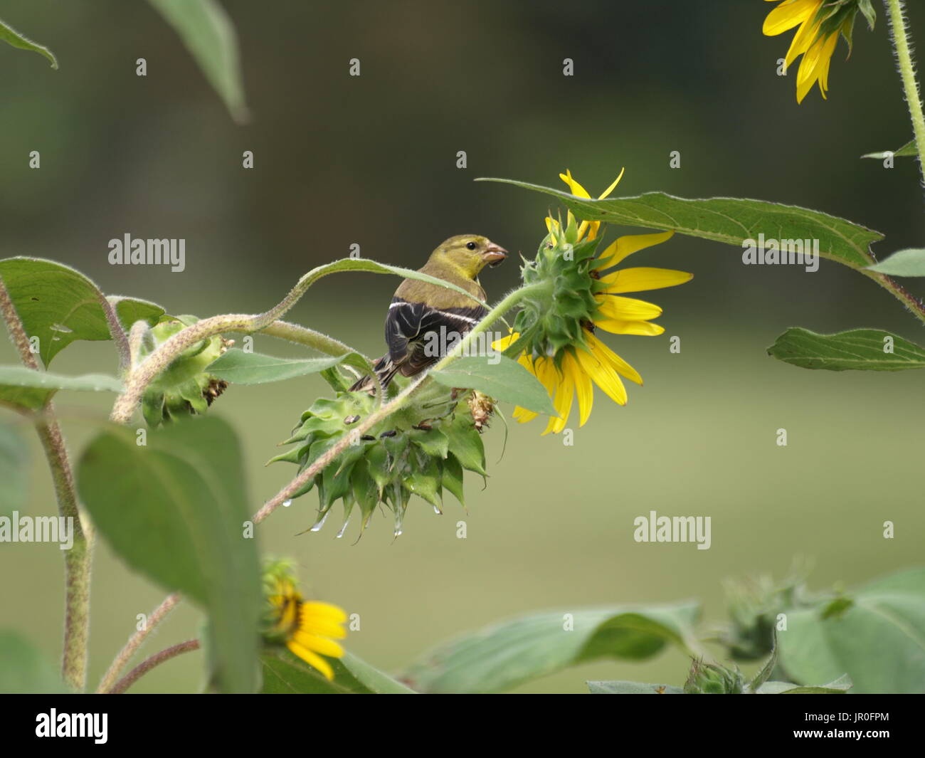 Sunflower stalk leaves hires stock photography and images Alamy