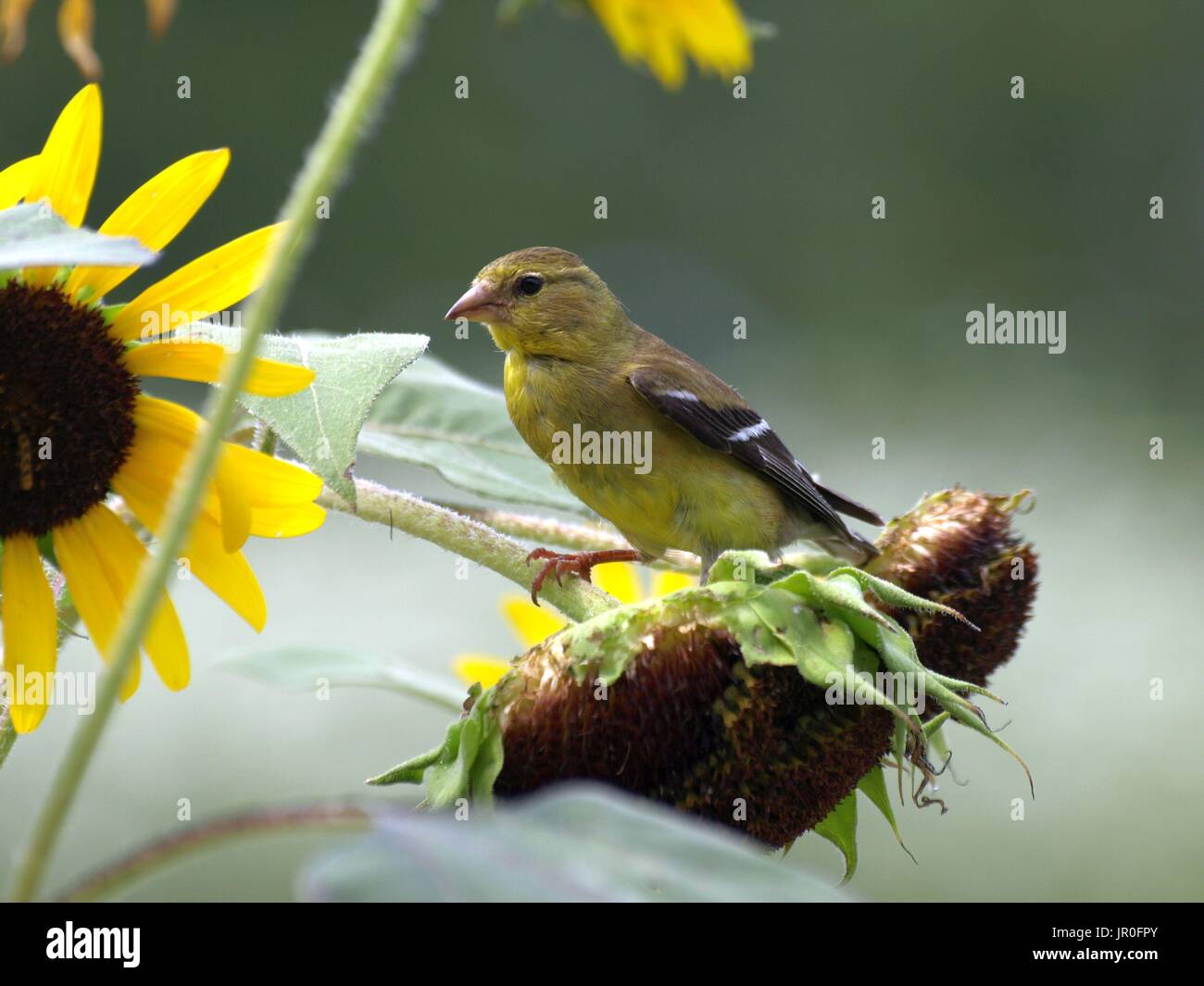 Bird eating sunflower seeds hires stock photography and images Alamy