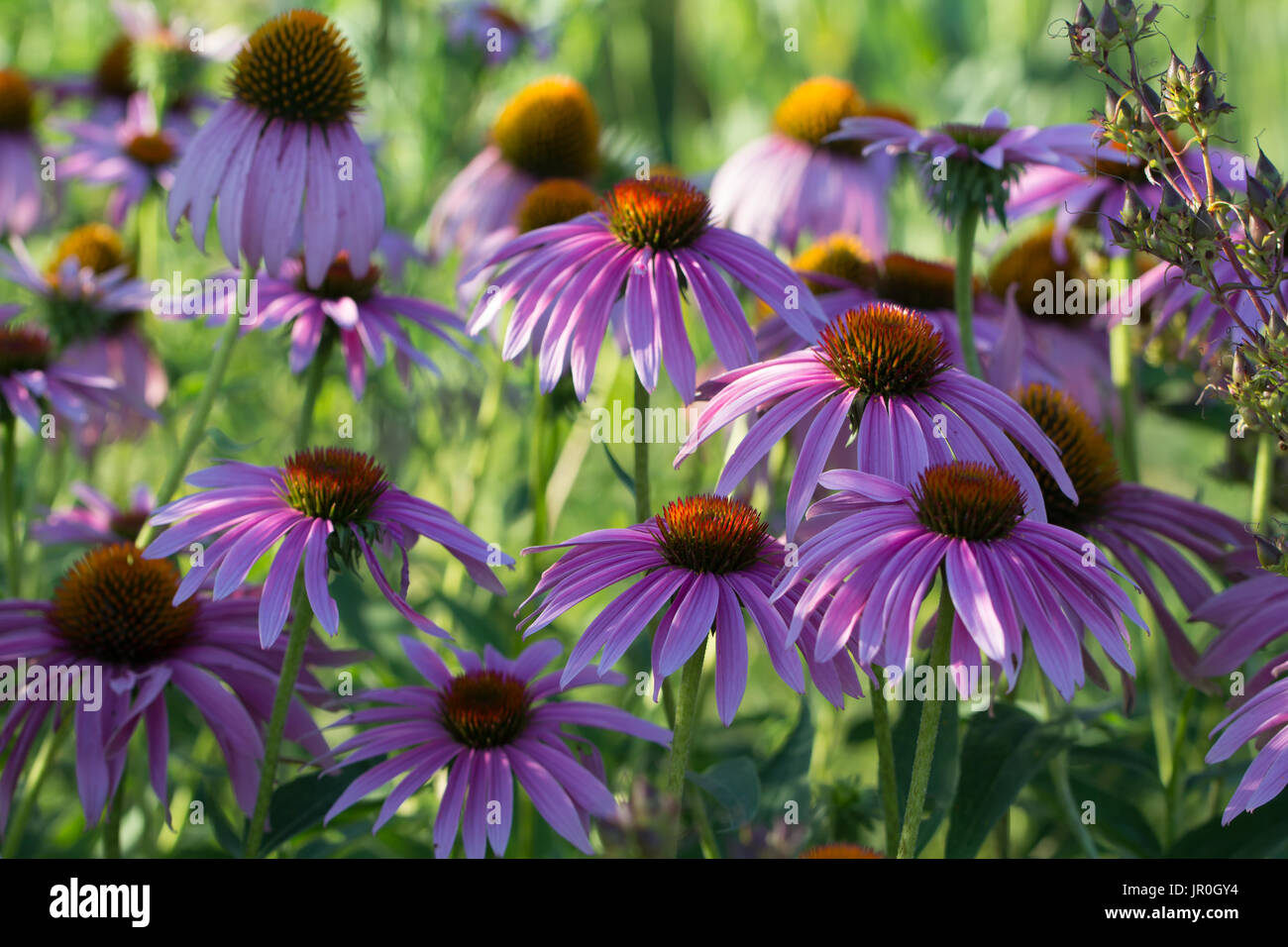 The purple coneflower is a native prairie flower of Iowa. It can be found in gardens and prairie restoration areas. Stock Photo