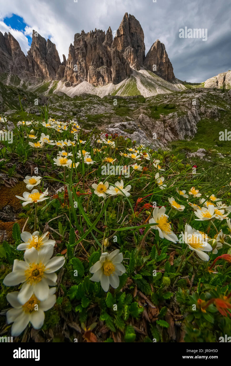 Italian Wildflowers High Resolution Stock Photography and Images - Alamy