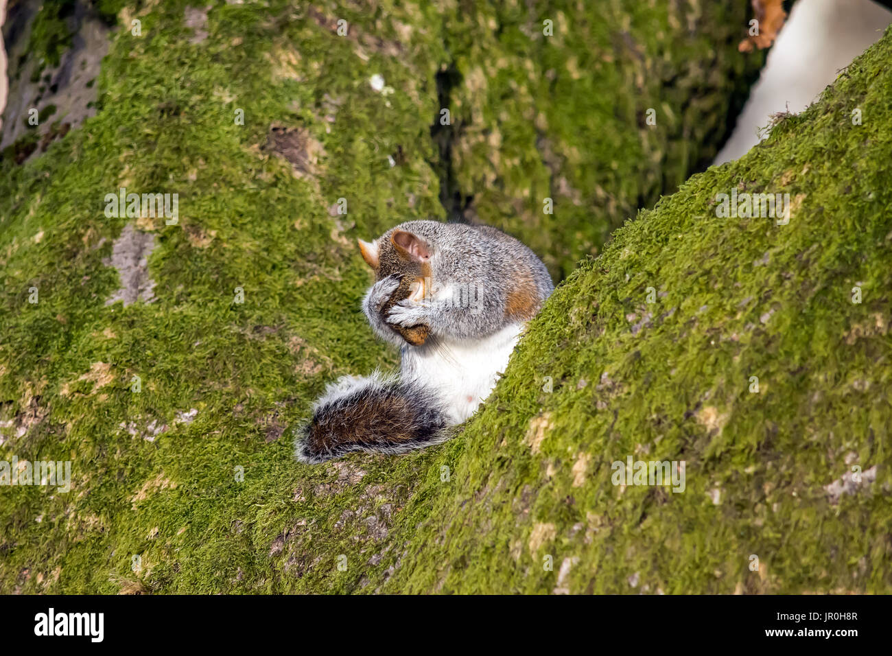 Squirrel sitting on a tree washing his face & whiskers Stock Photo