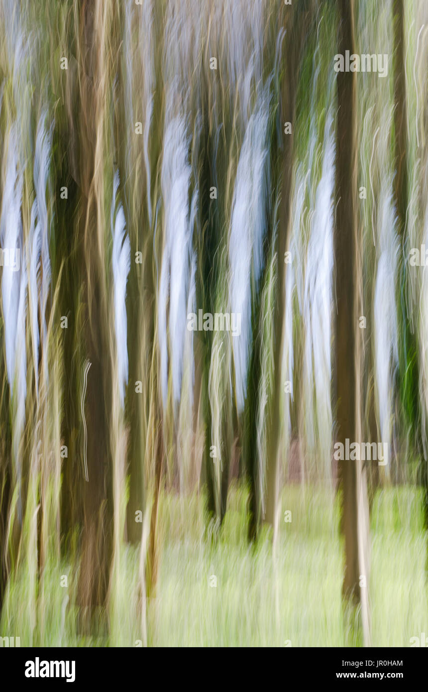 Slow Shutter Speed Of Trees In A Wood; Otford, Kent, England Stock Photo