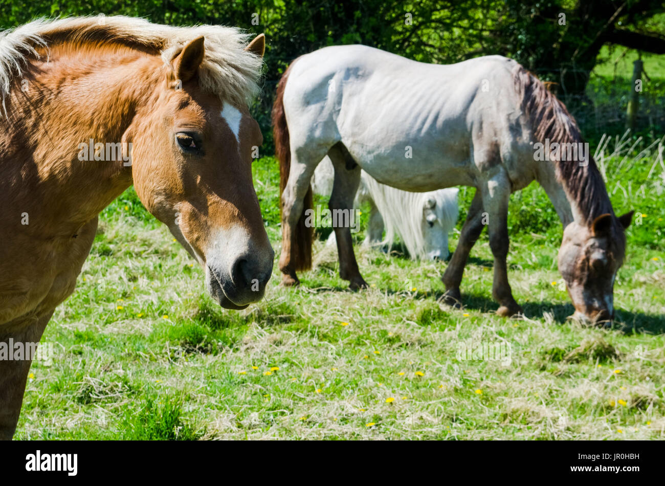 Grazing Brown And White Horses In A Pasture; Otford, Kent, England Stock Photo