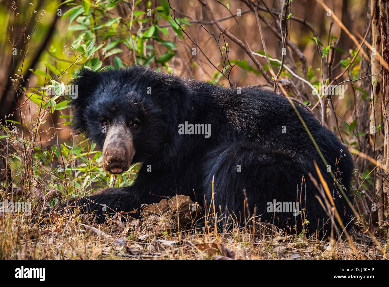 Sloth Bear (Melursus Ursinus) Lying In The Bushes And Turns It's Head To Make Eye Contact; Chandrapur, Maharashtra, India Stock Photo
