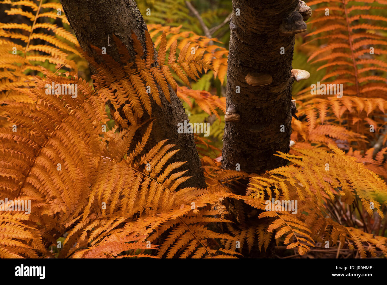 Autumn Orange Coloured Cinnamon Ferns (Osmundastrum Cinnamomeum) And
