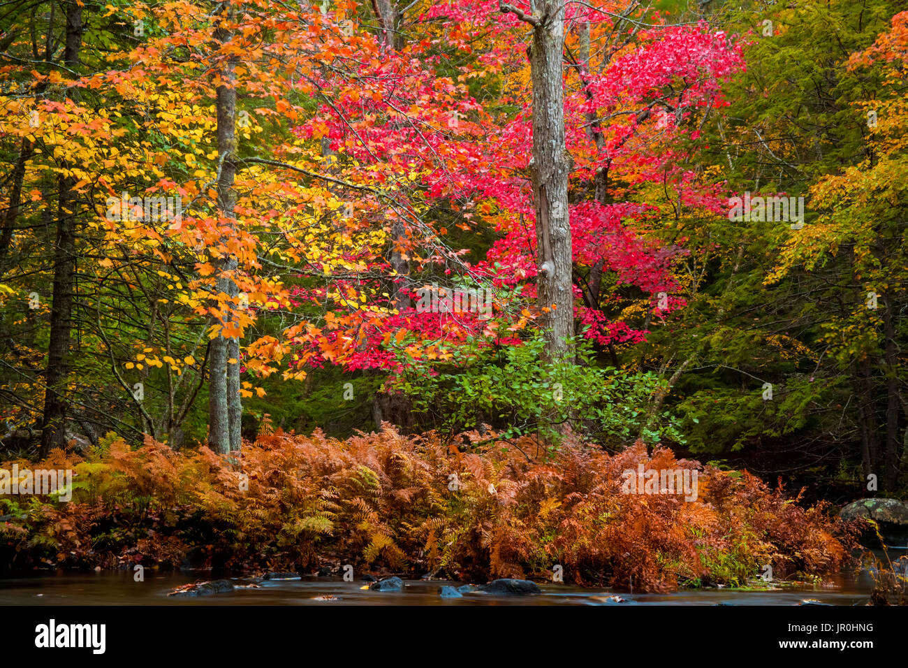 Autumn Colours Along The Rawdon River, near Wellington; Nova Scotia