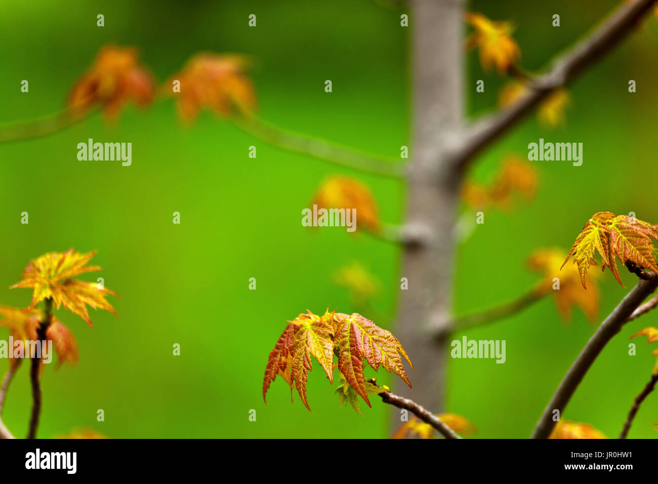 New Maple Leaves Growing In Springtime, Oakfield Provincial Park; Nova Scotia, Canada Stock Photo