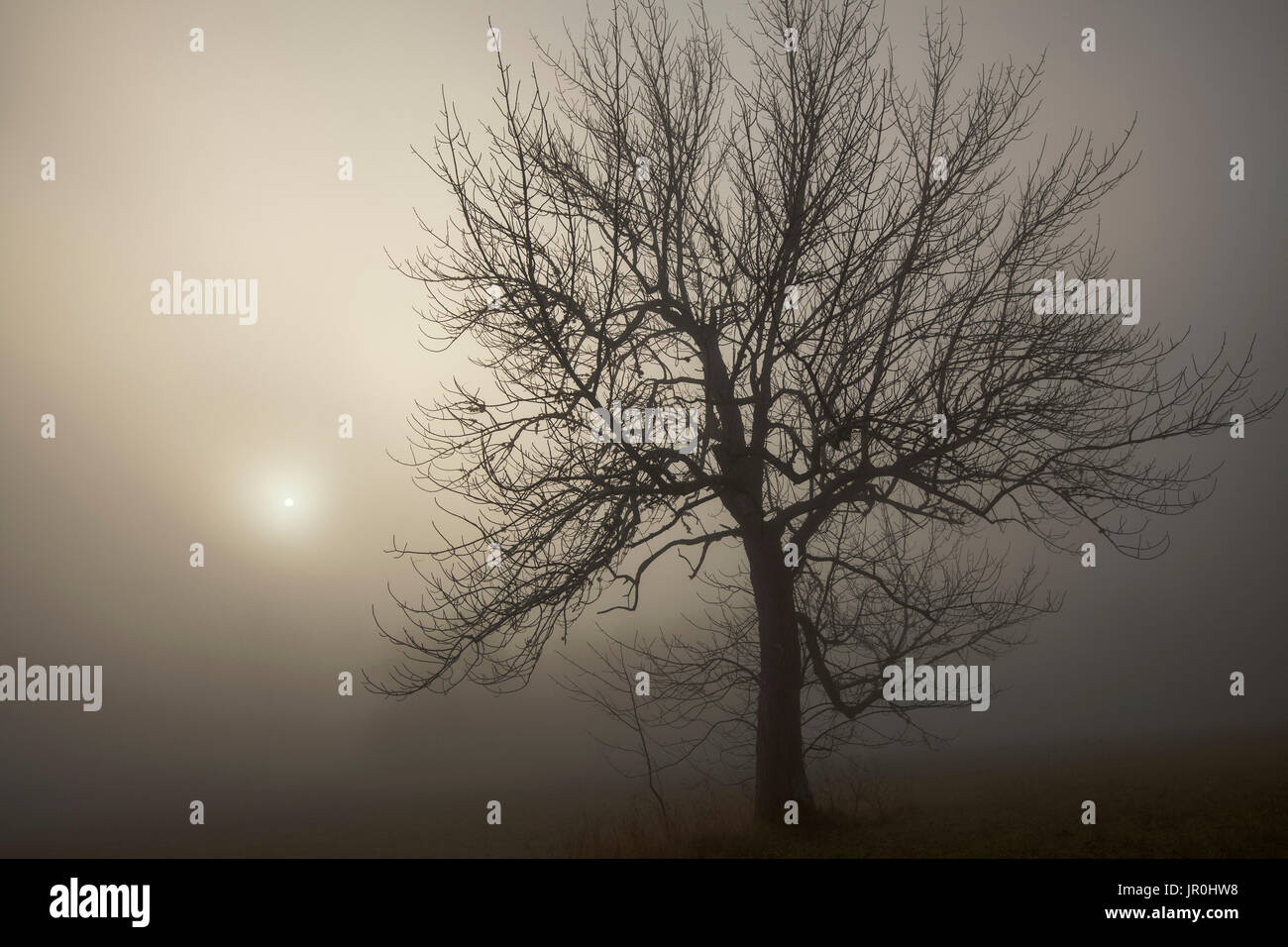 Silhouette Of A Tree And Sunlight Glowing Through Dense Fog At Sunrise ...