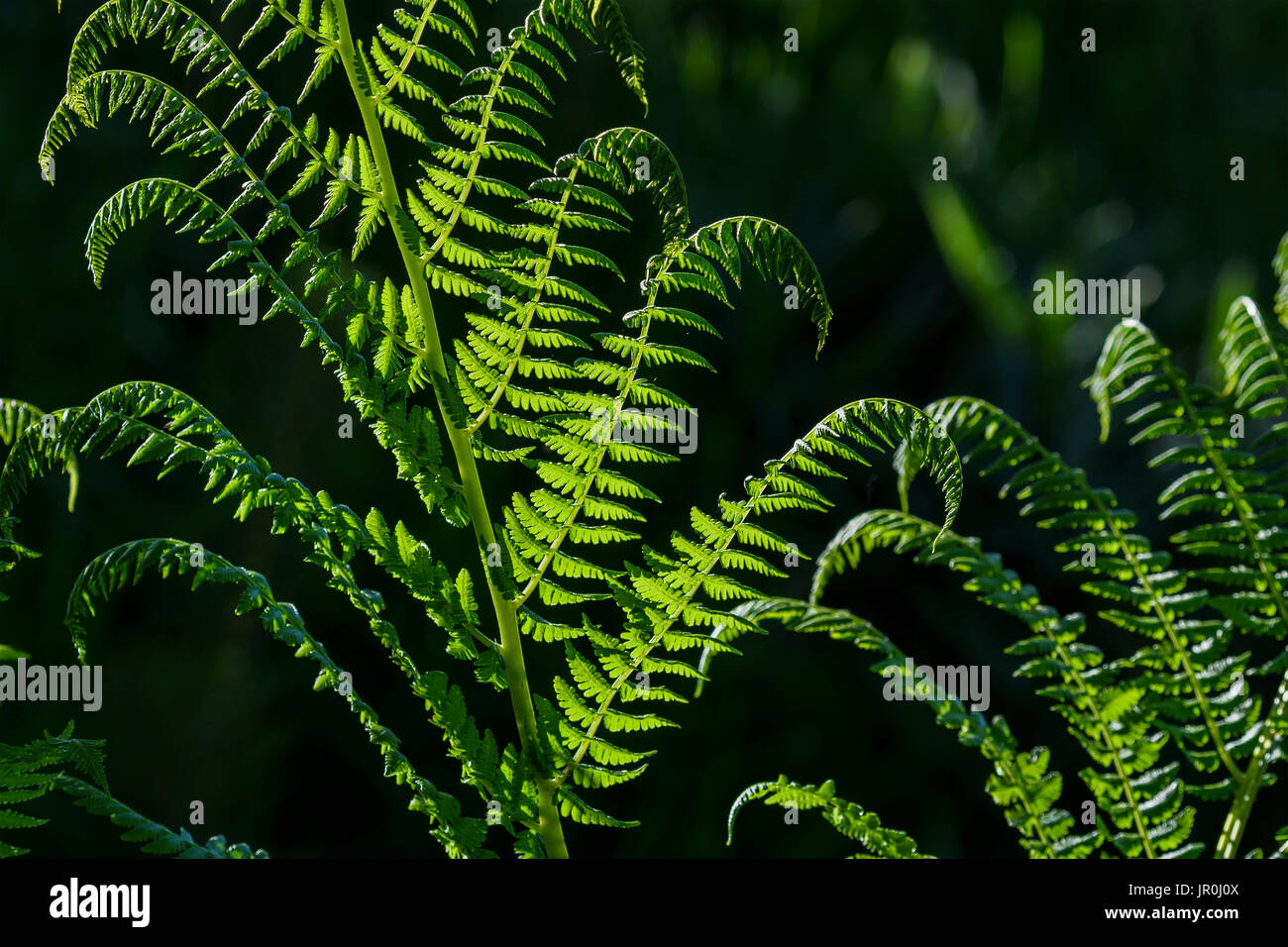Lady Fern (Athyrium) Fronds Are Back Lit In The Forest; Astoria, Oregon, United States Of America Stock Photo