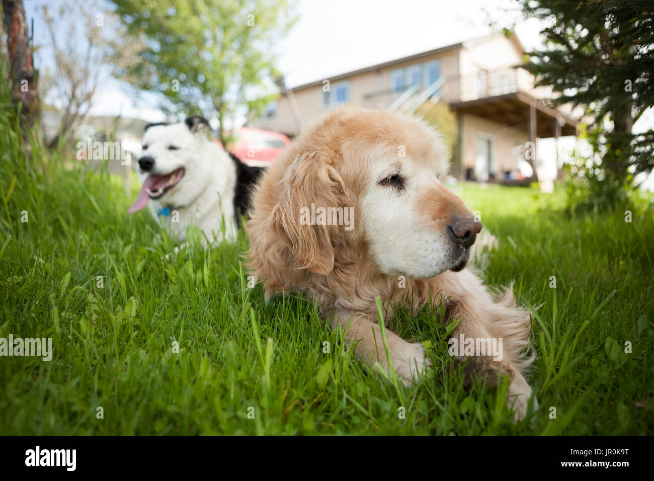 Two Dogs Of Different Breeds Laying On The Grass In A Backyard; Alaska ...