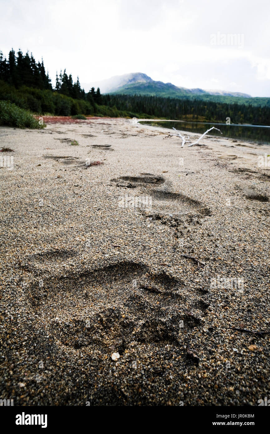 Bear Paw Prints In The Sand On The Beach Of Iliamna Lake; Alaska, United States Of America Stock Photo