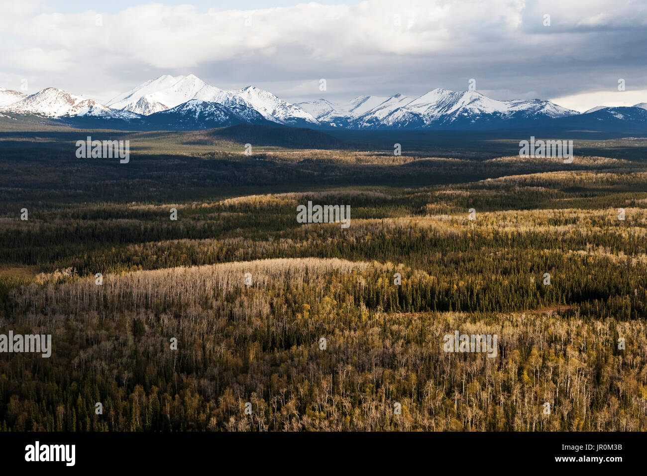 Forests In The Flat Lands With The Rugged Kenai Mountains In The