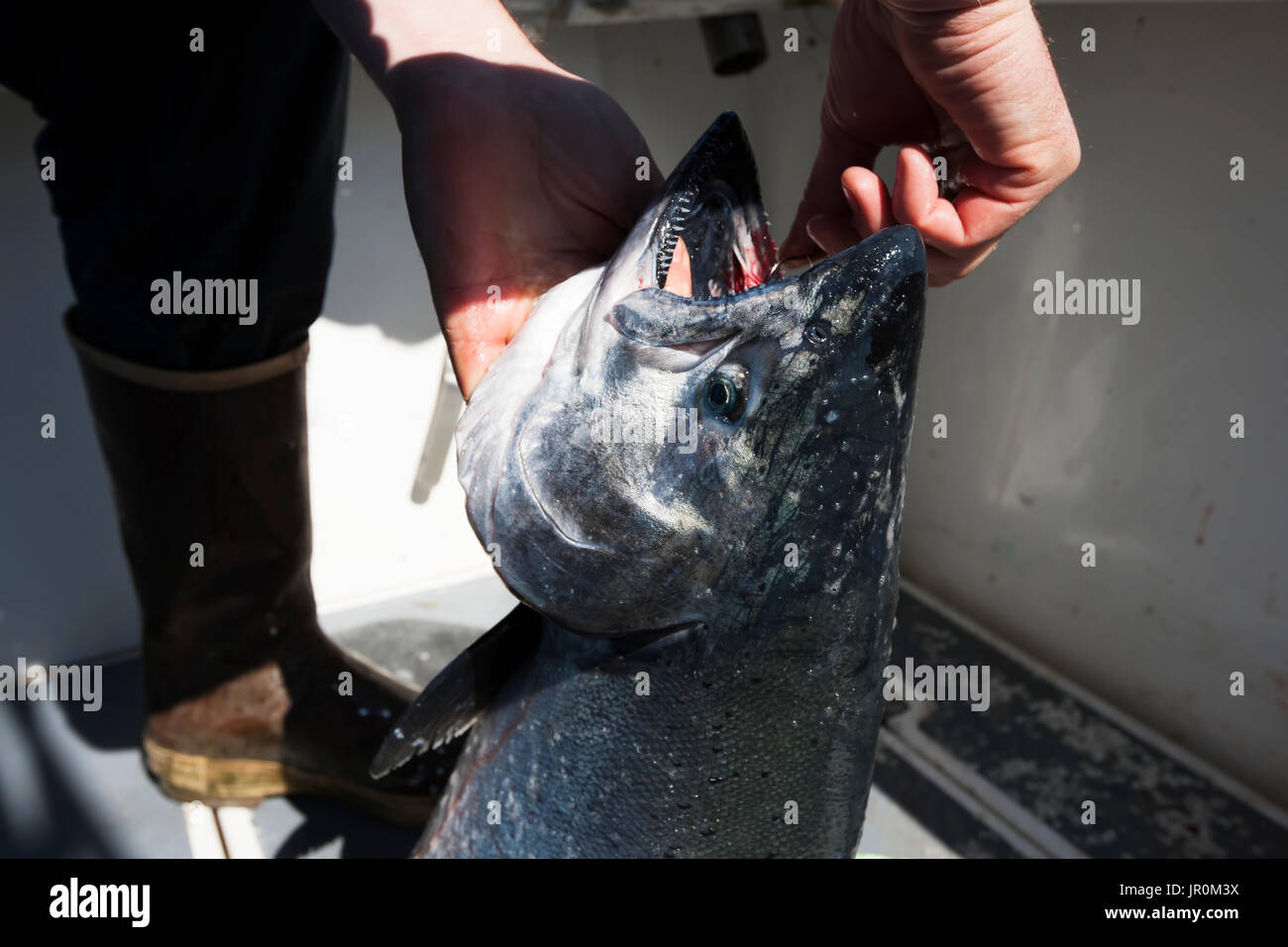A Fisherman Retrieves A Hook From The Mouth Of A Fresh Caught Fish; Homer, Alaska, United States