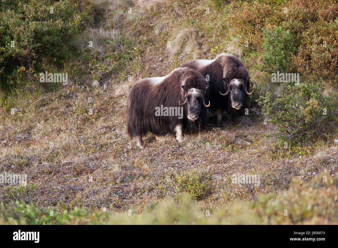 Muskox (Ovibos Moschatus) Standing On A Hillside; Alaska, United States Of America Stock Photo