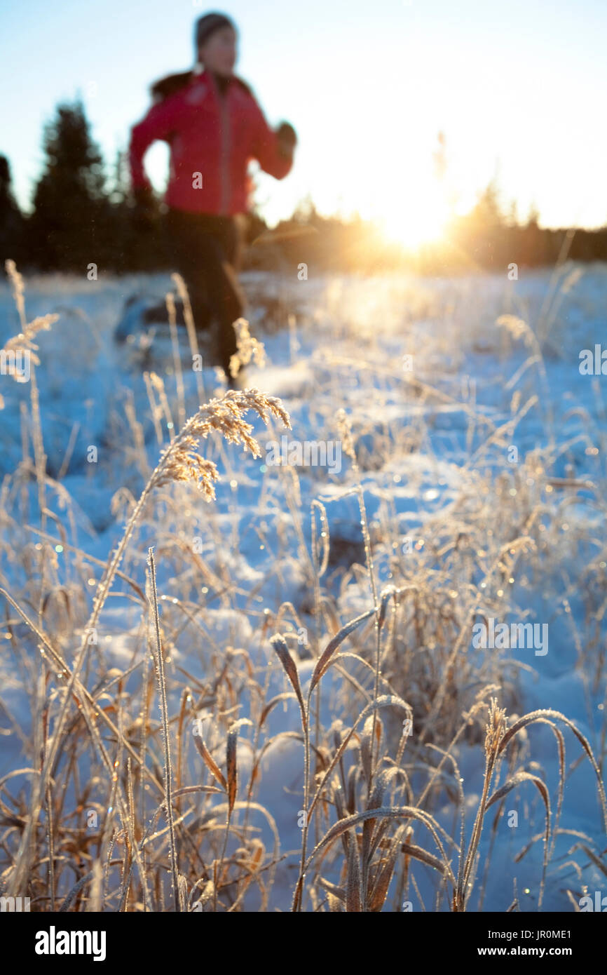 Running Across A Field With Snow And Long Grasses In Winter; Homer, Alaska, United States Of America Stock Photo
