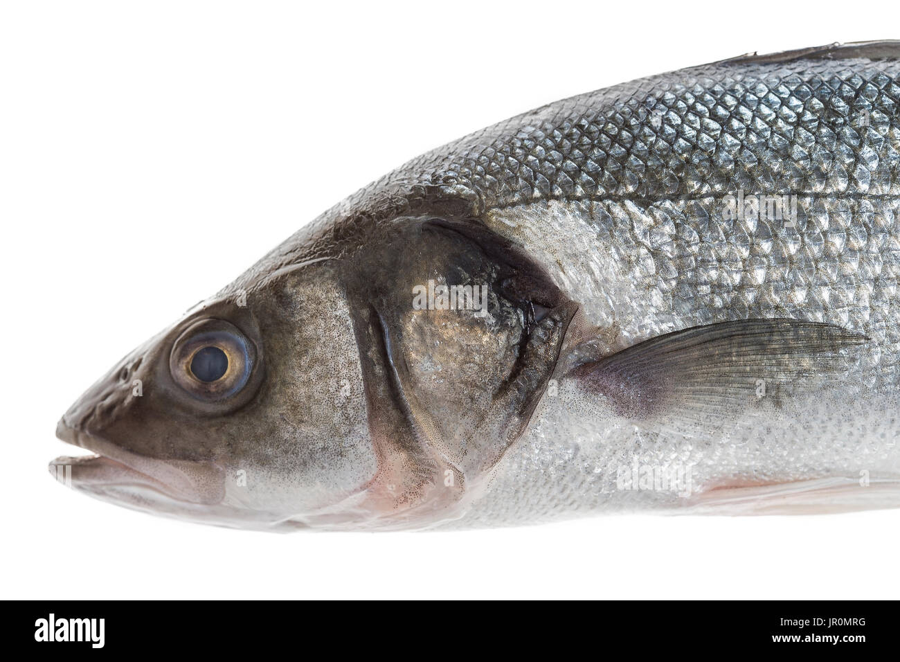Close UP Fresh sea bass cut with head isolated on white Stock Photo Alamy