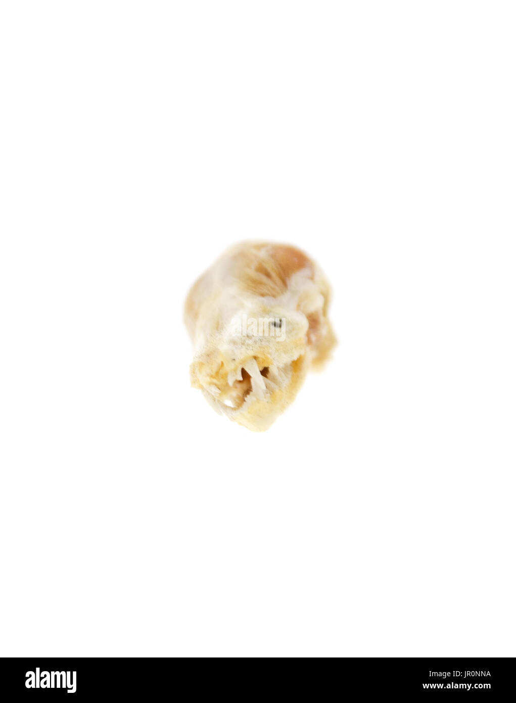 Partially mummified head/skull of a Little Brown Bat (Myotis lucifugus ...