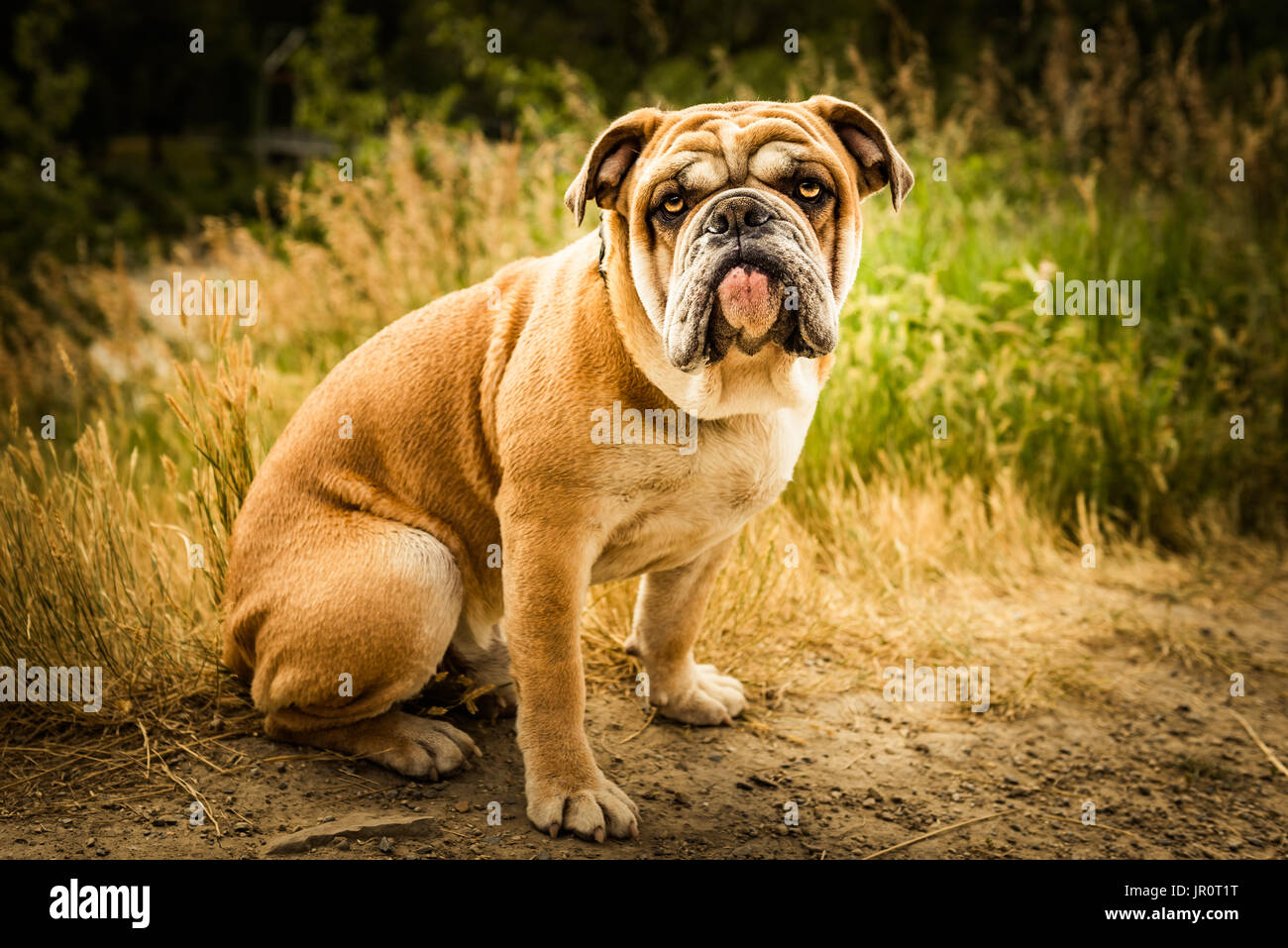One year old English Bulldog playing in a city park running