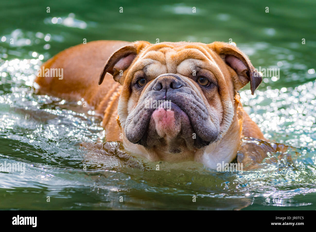 Can Old English Bulldogs Swim