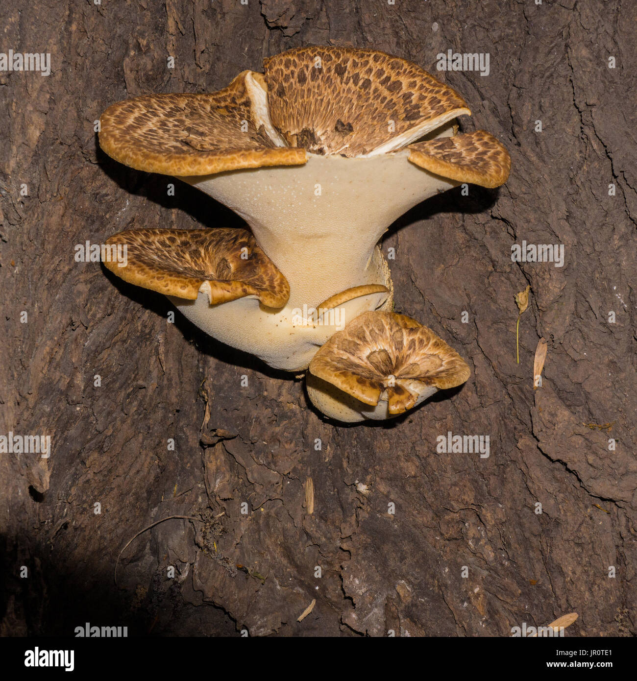 Wood fungus on the trunk of an old tree Stock Photo - Alamy