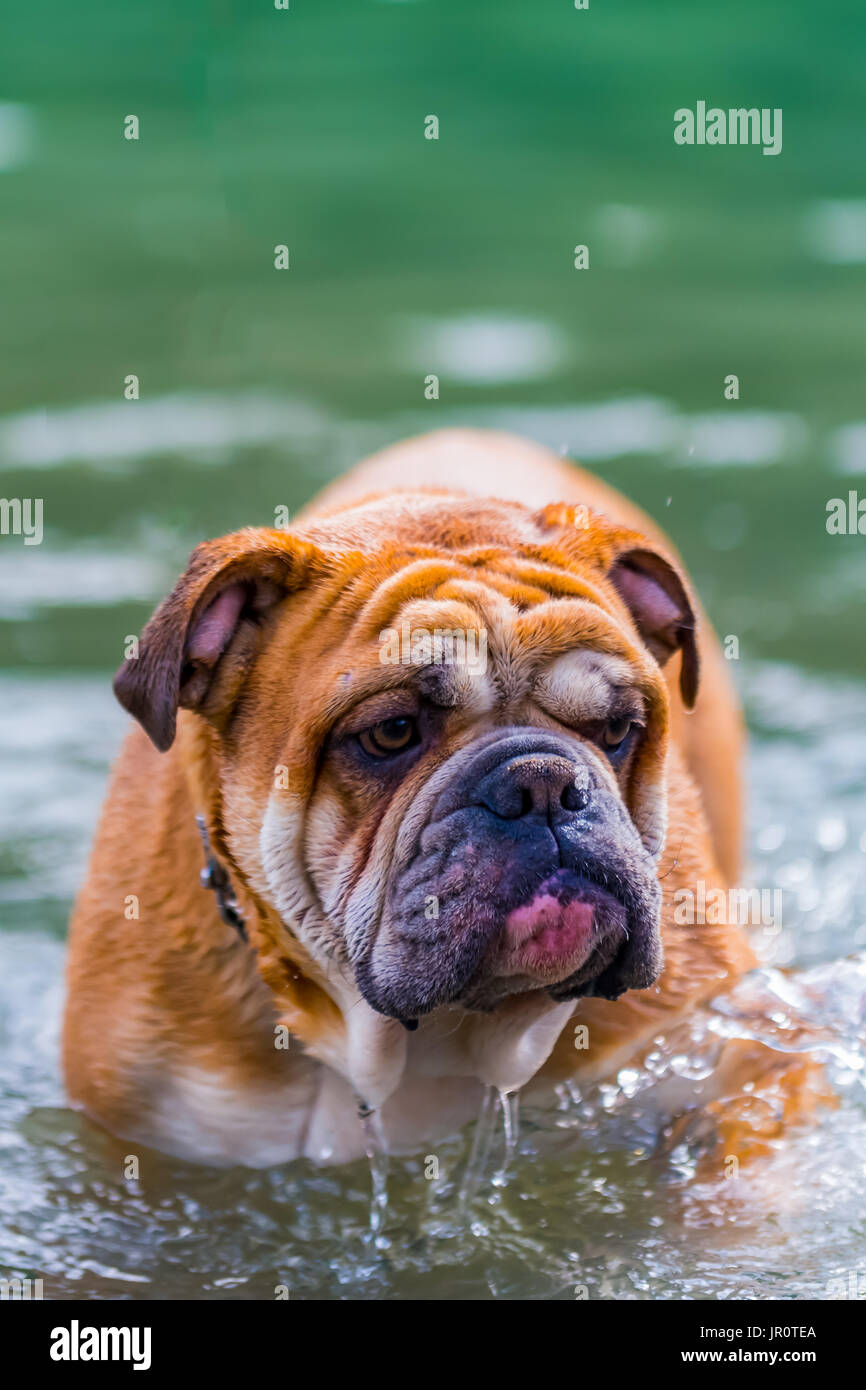 One year old English Bulldog playing in a city park, running through