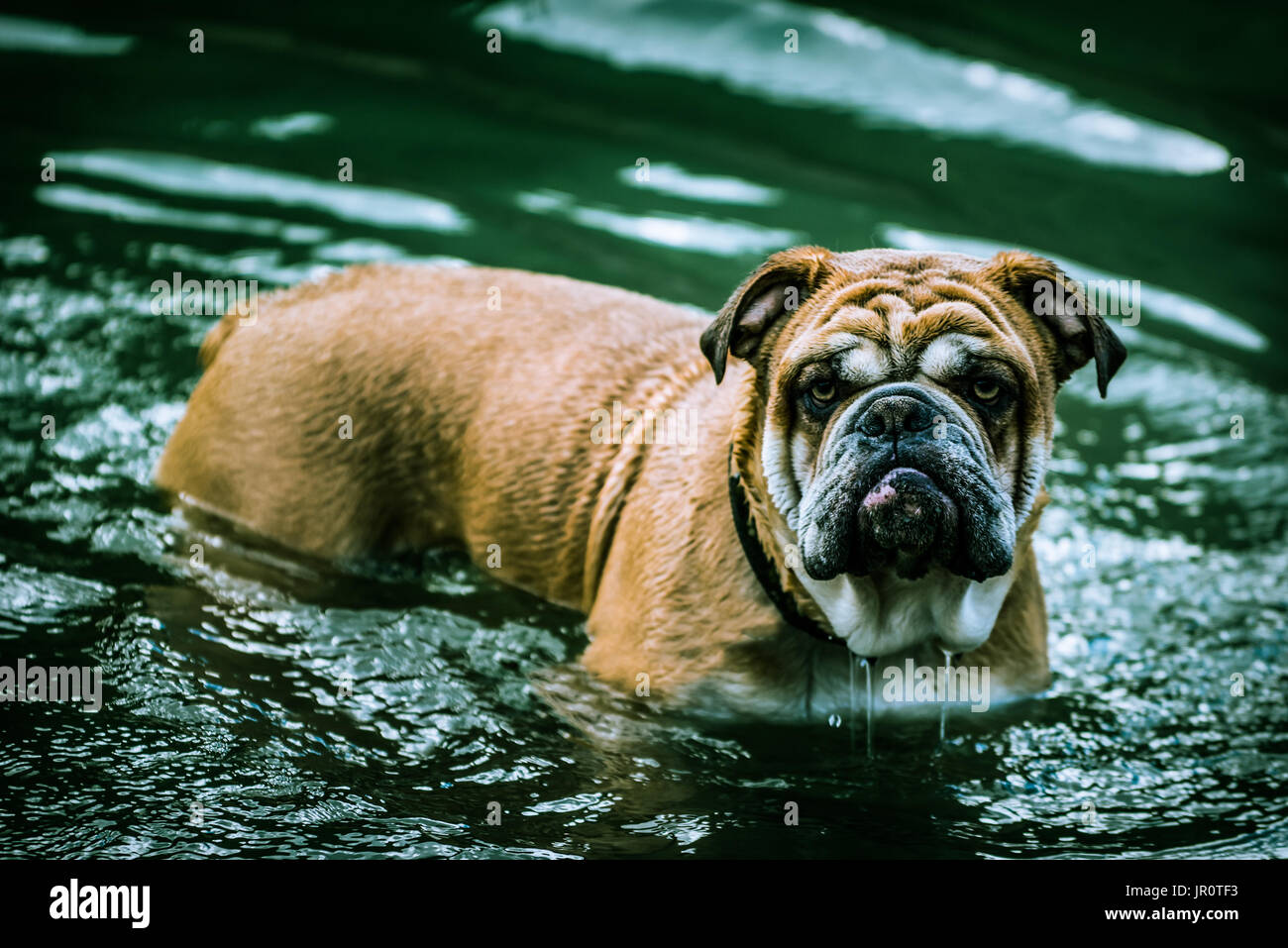 Can Old English Bulldogs Swim