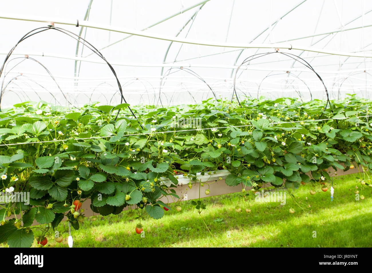 culture in a greenhouse strawberry and strawberries Stock Photo - Alamy