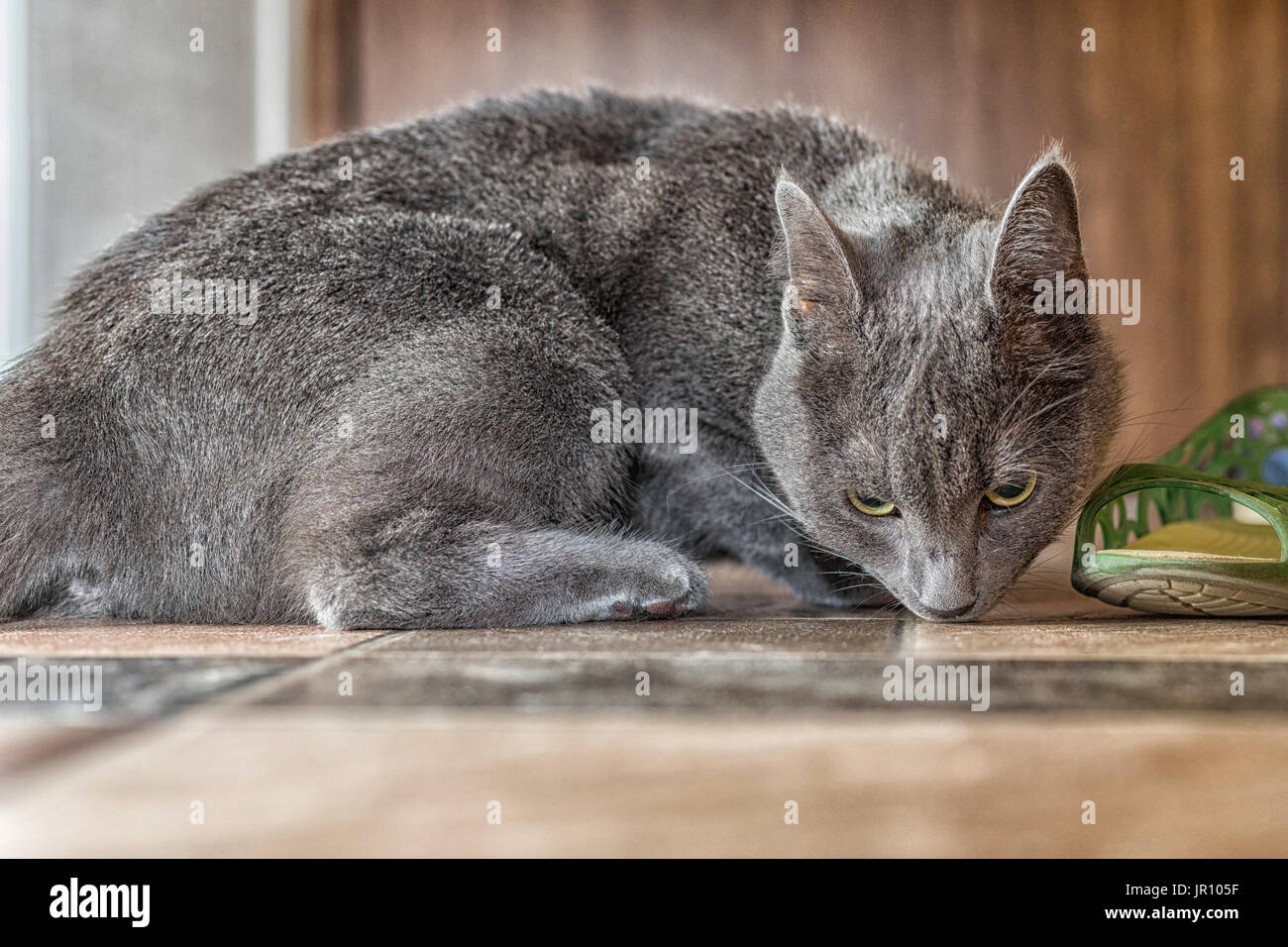 Russian blue cat sitting in front of the shoe. Stock Photo