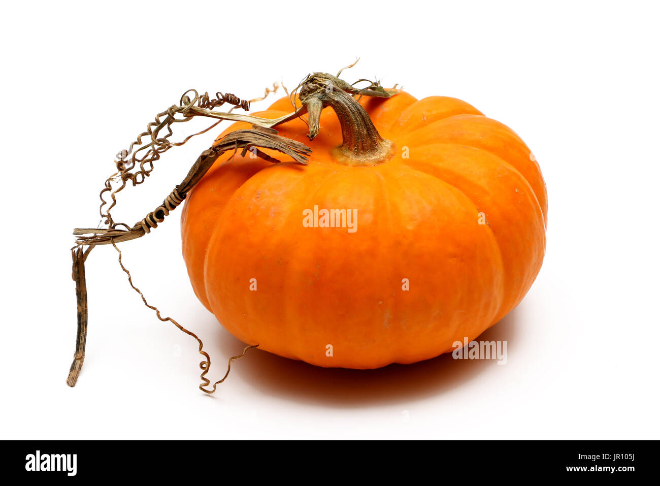 Pumpkin isolated on a white background Stock Photo - Alamy