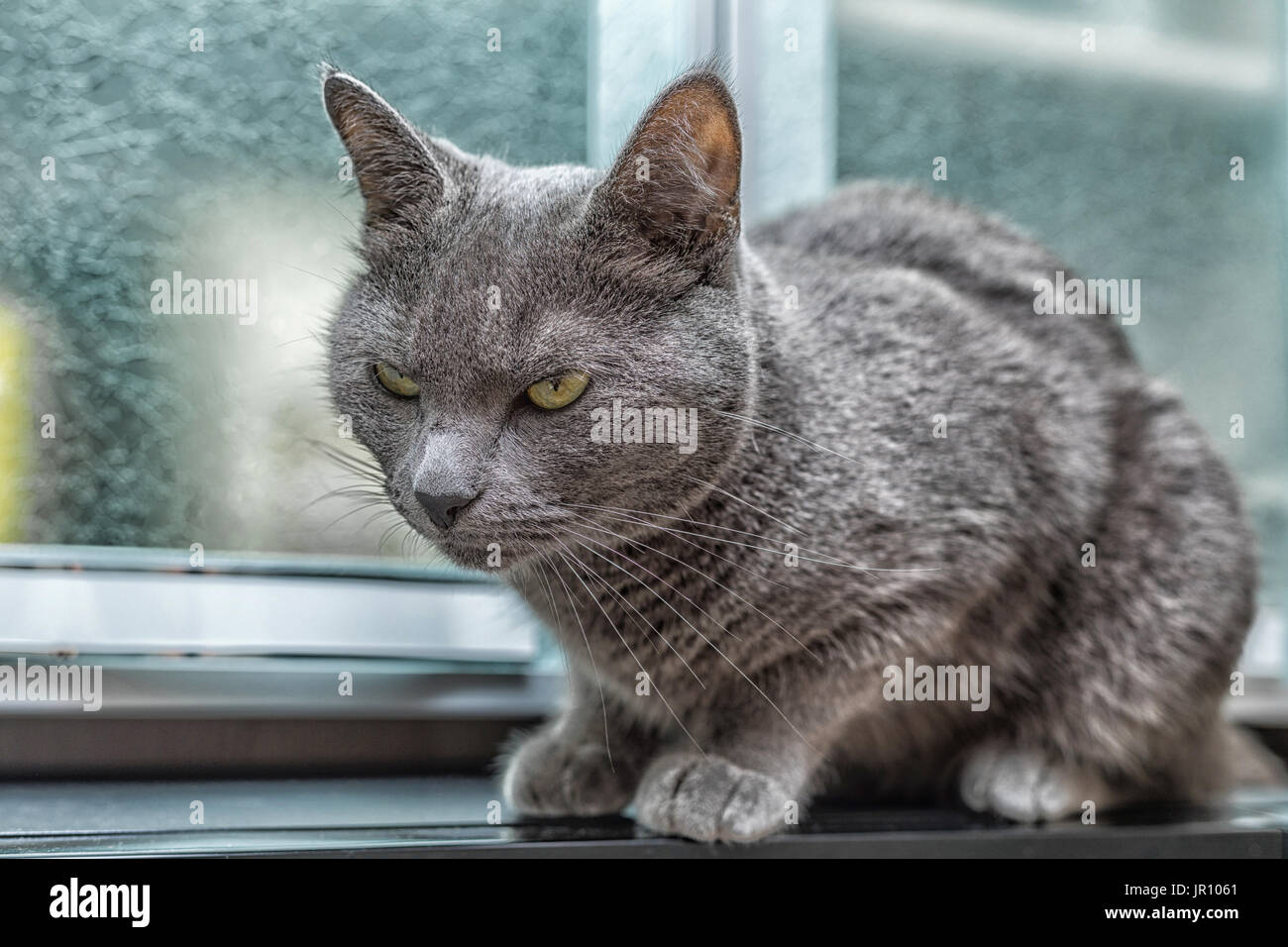 Russian blue cat looking at the fly. Stock Photo