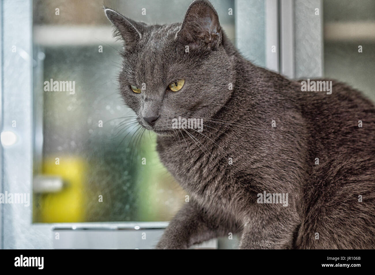 Russian blue cat looking at the fly. Stock Photo