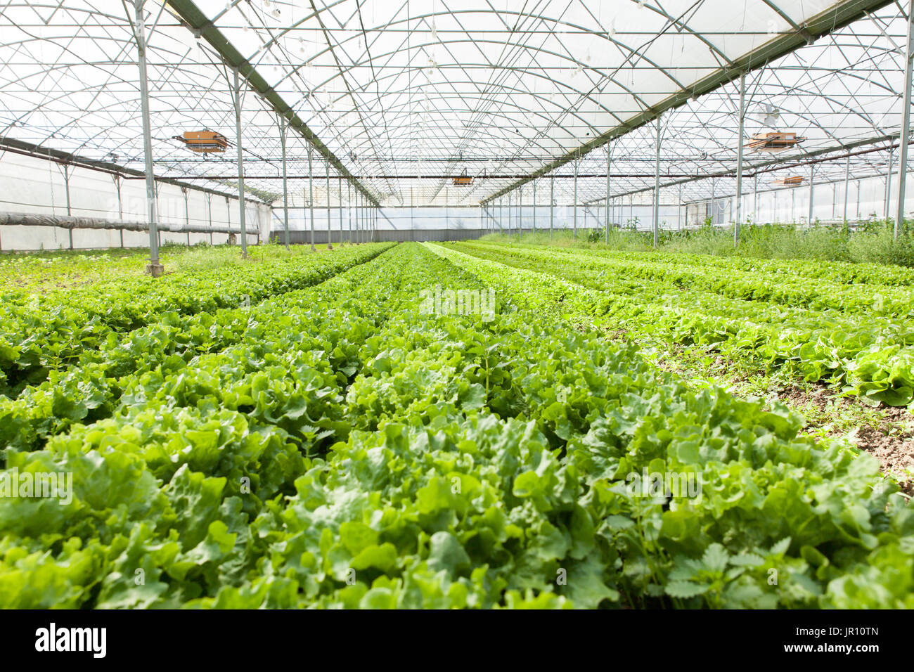 culture of organic salad in greenhouses Stock Photo