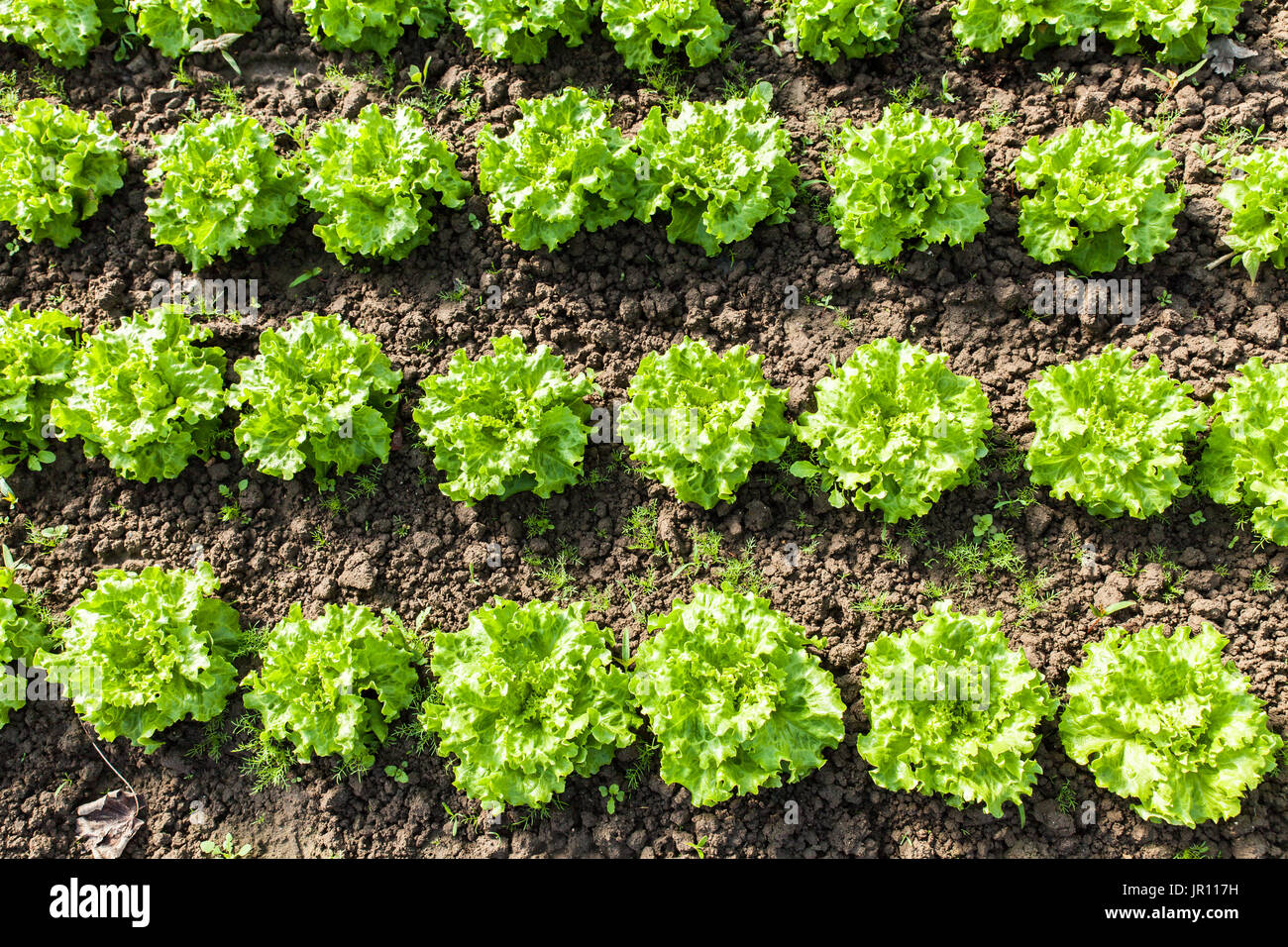 culture of organic salad in greenhouses Stock Photo