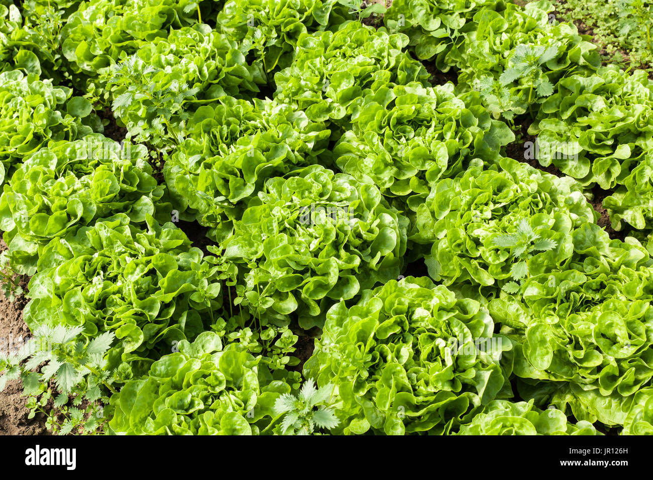 culture of organic salad in greenhouses Stock Photo