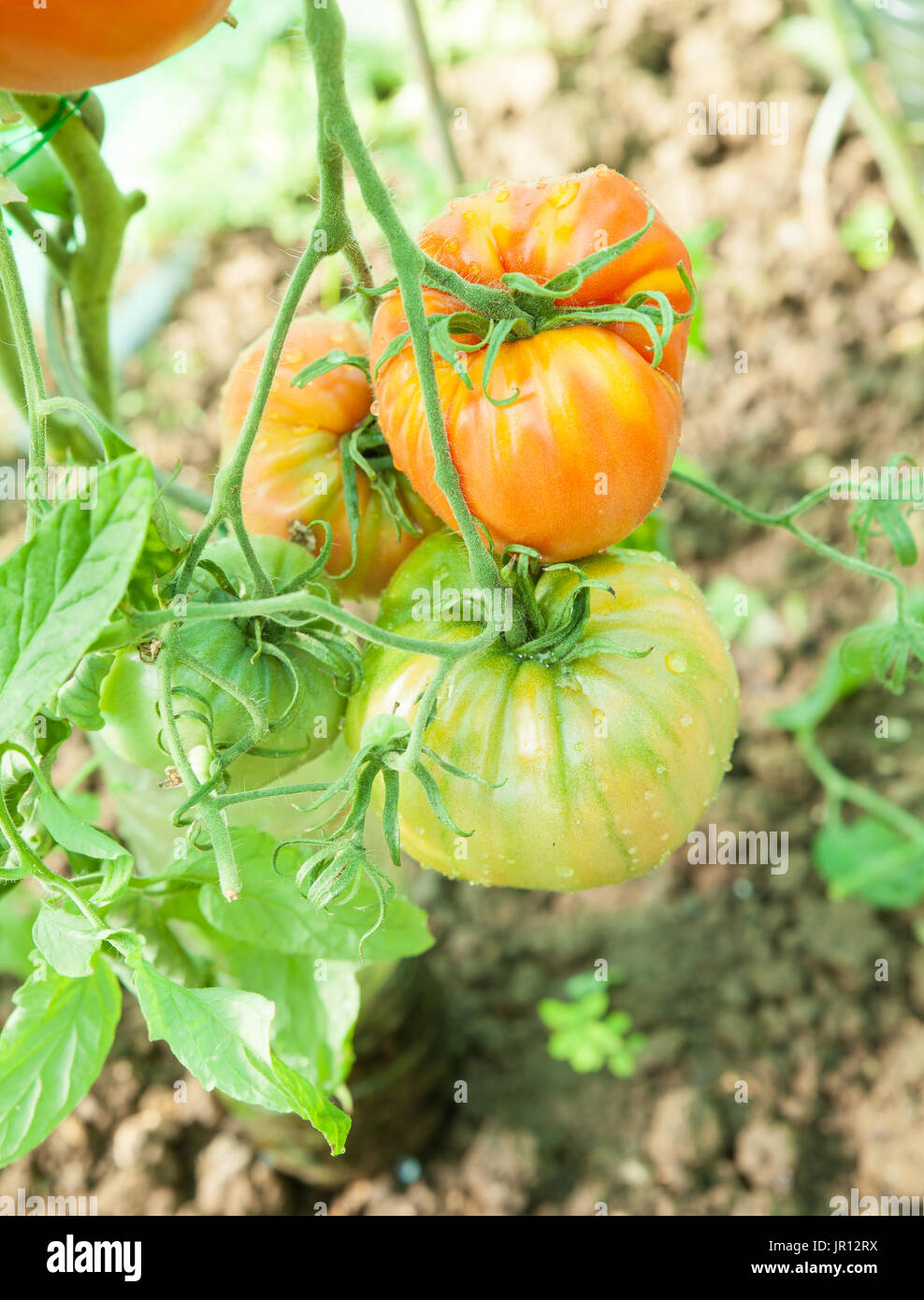 Organic tomatoes in a greenhouse Stock Photo - Alamy