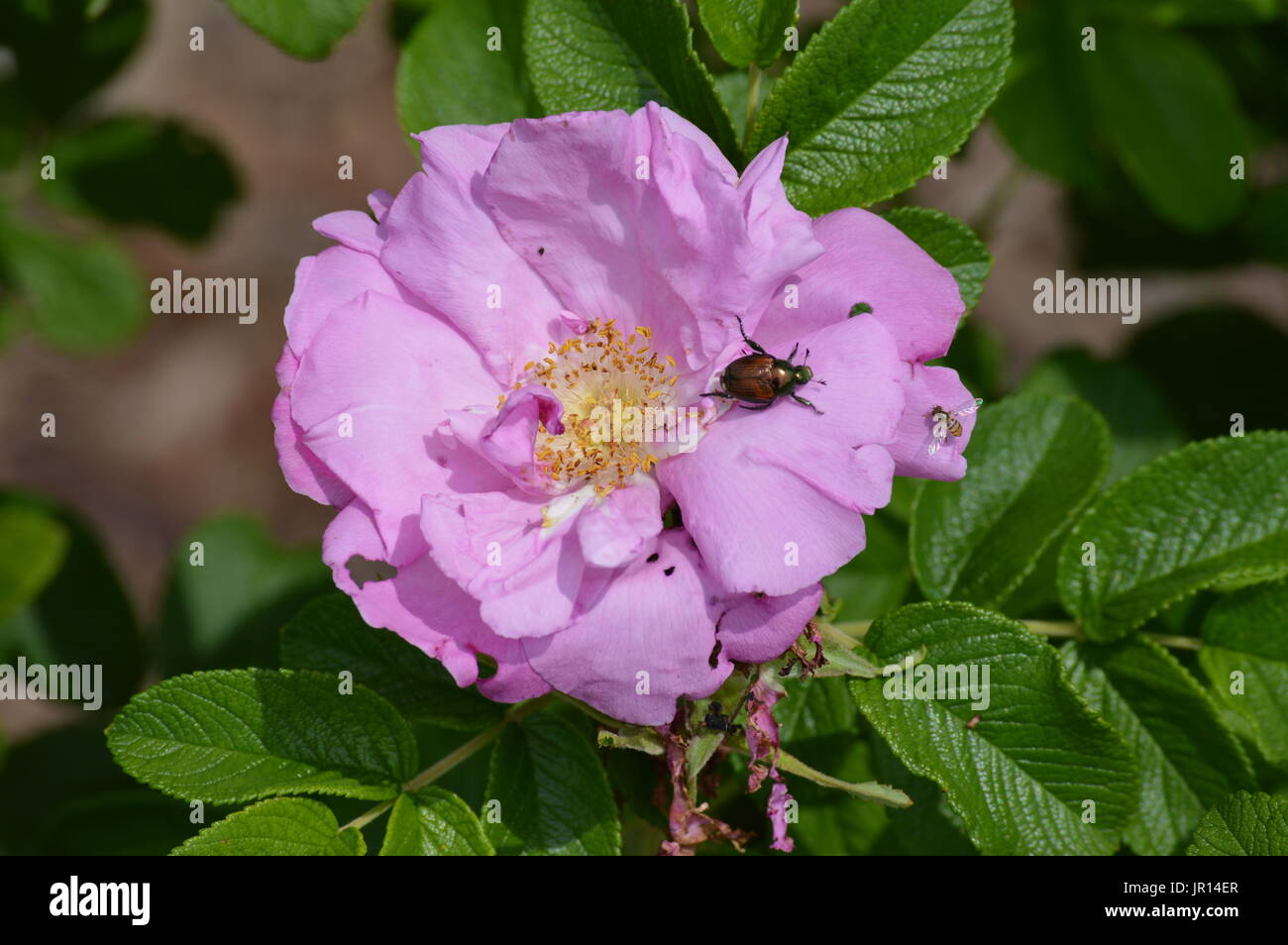 Purple flower in the garden Stock Photo - Alamy