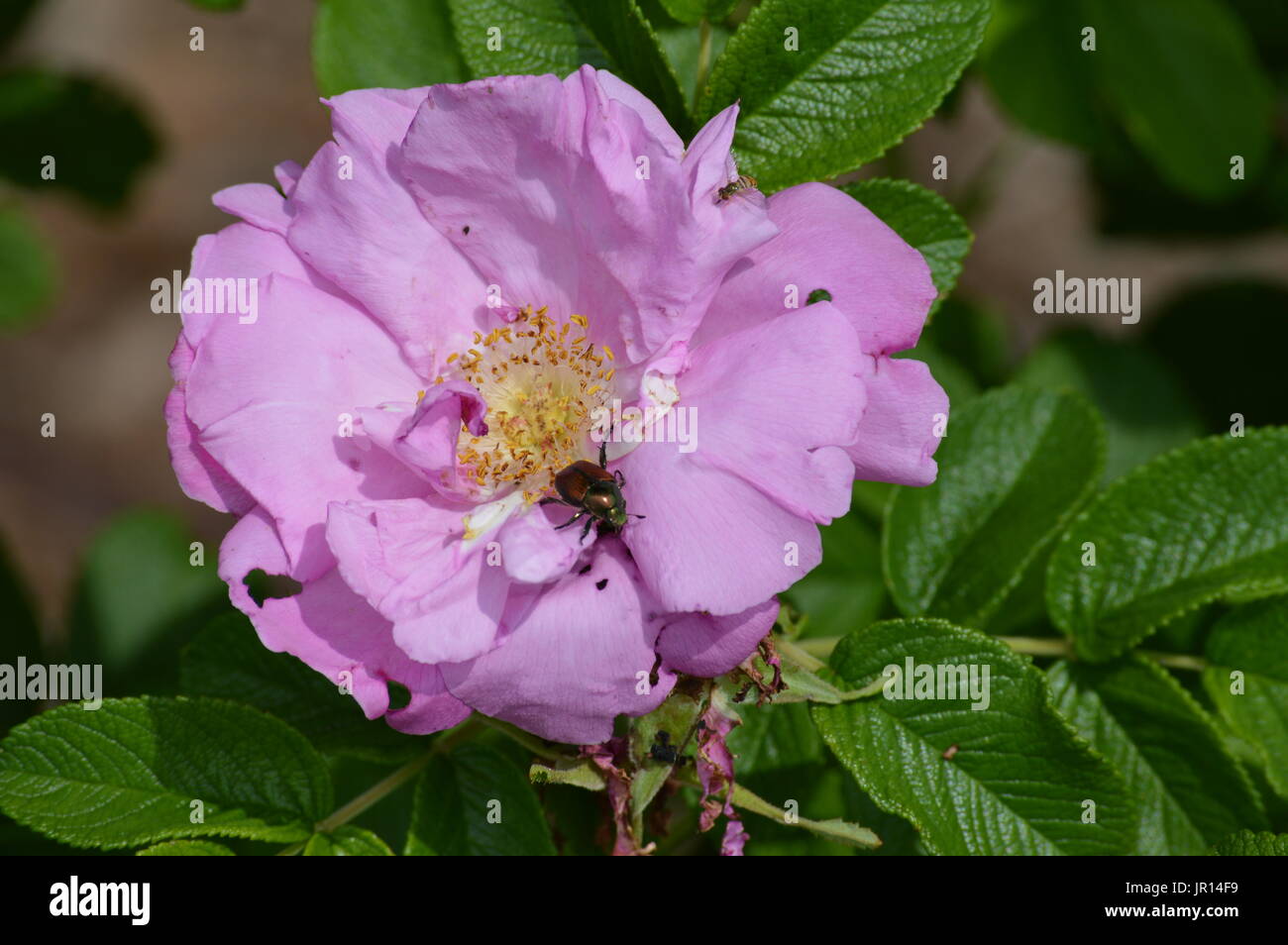 Purple flower in the garden Stock Photo - Alamy