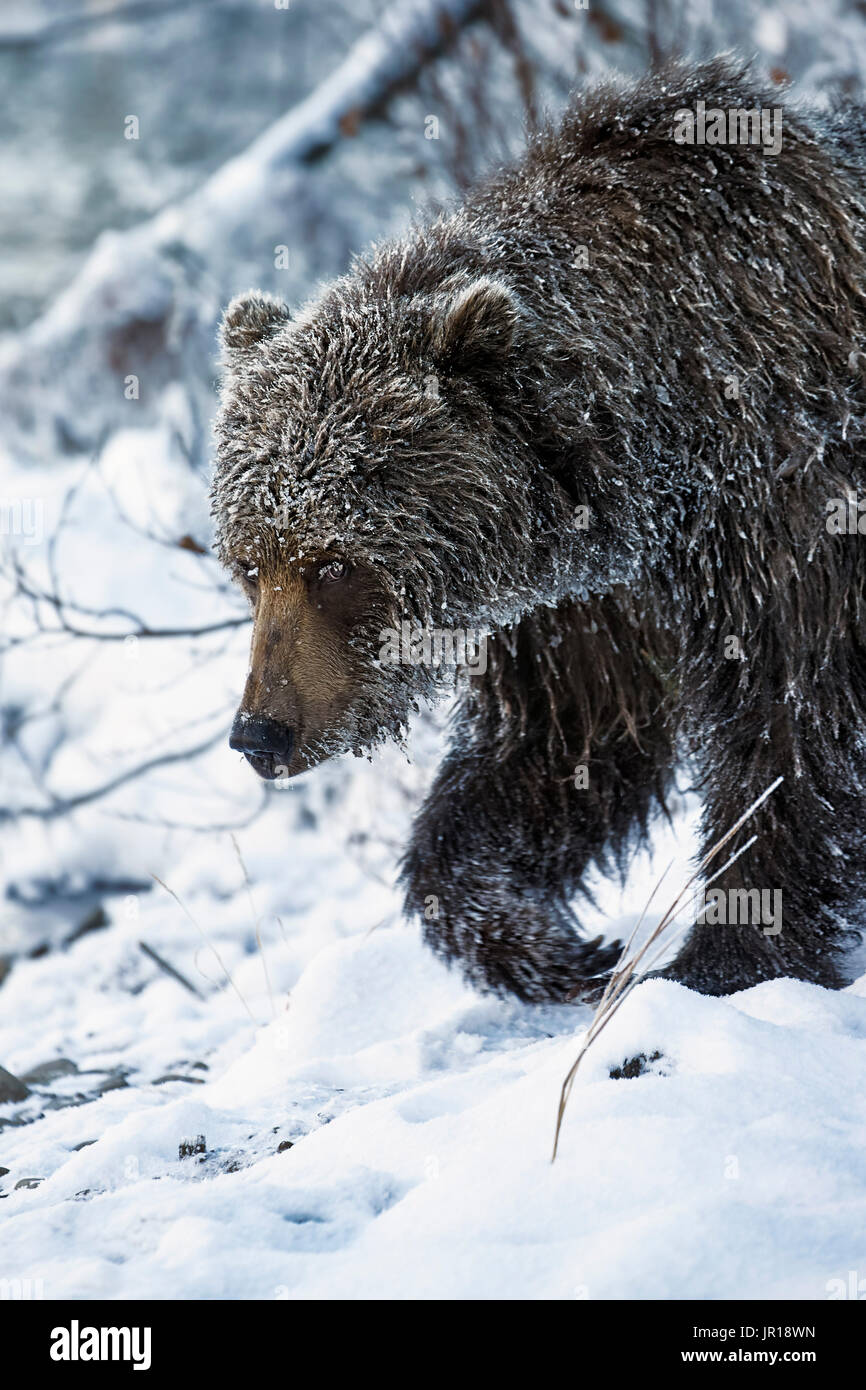 Grizzly bear (Ursus arctos horribilis), female, covered in frost, Yukon