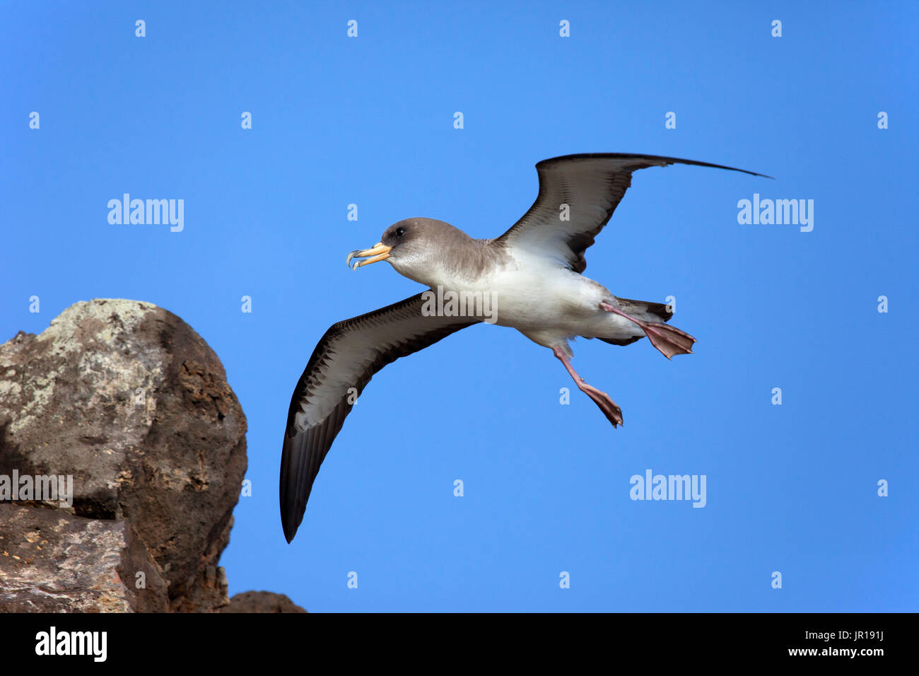 Cory's Shearwater (Calonectris borealis) flying over the Atlantic ocean