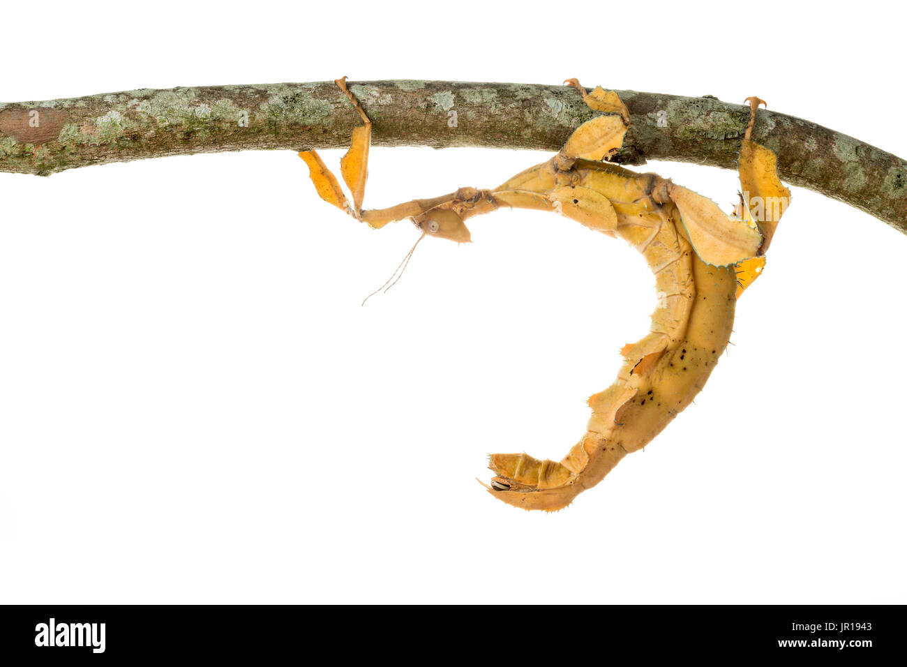 Spectre Stick Insect Macleays Spectre Stick Insect Extatosoma Tiaratum Stock Photos ...