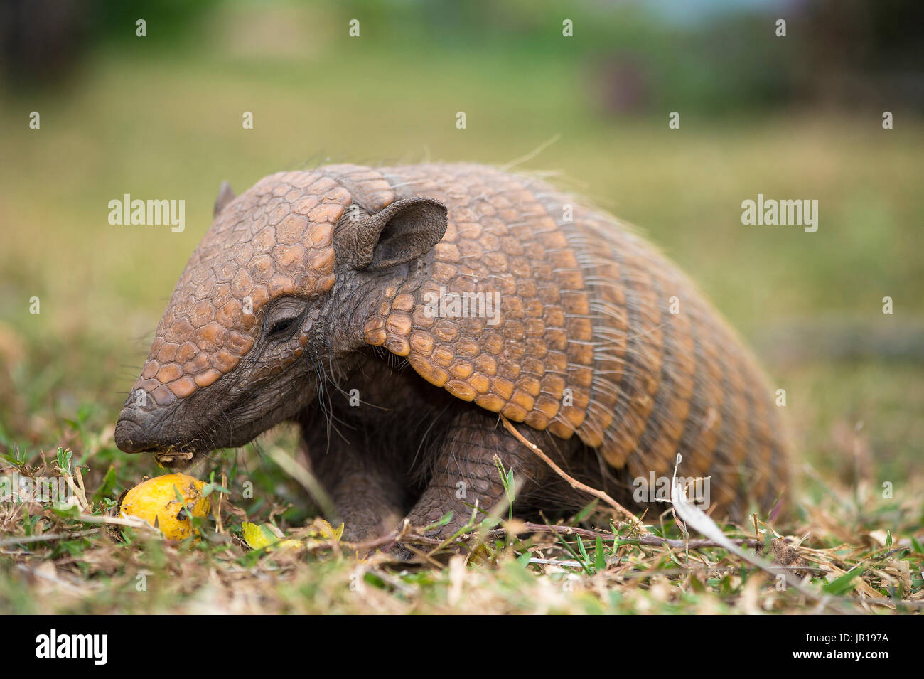 banded armadillo (Euphractus sexcinctus), feeding on fruit, Mato ... Biology Diagrams