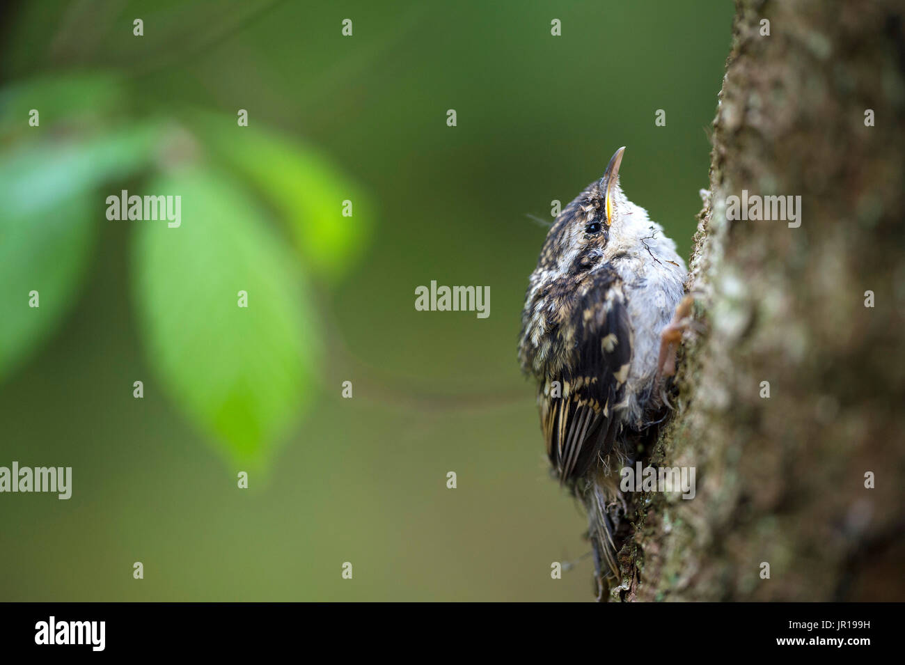 Tree creeper (Certhia familiaris), juvenile fledged, deciduous forest