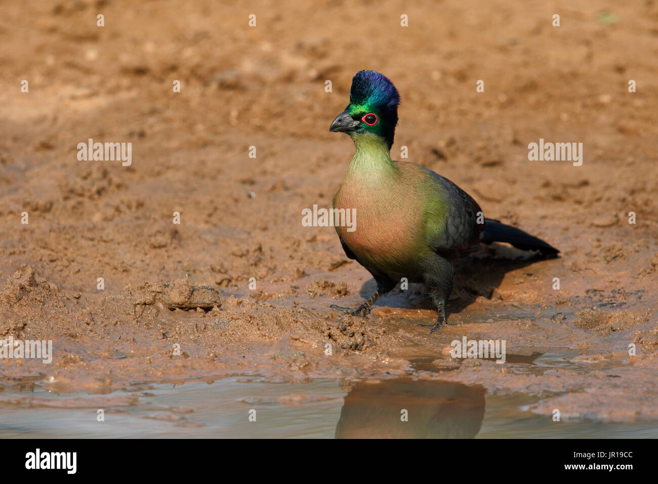 Purple-crested Turaco (Tauraco porphyreolophus) at pond, South Africa Stock Photo