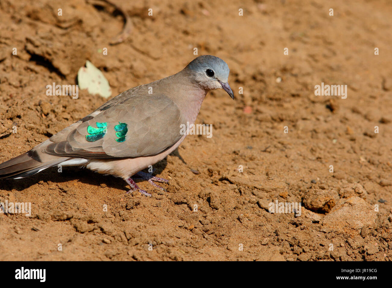 Emerald-spotted wood dove (Turtur chalcospilos) on ground, South Africa Stock Photo