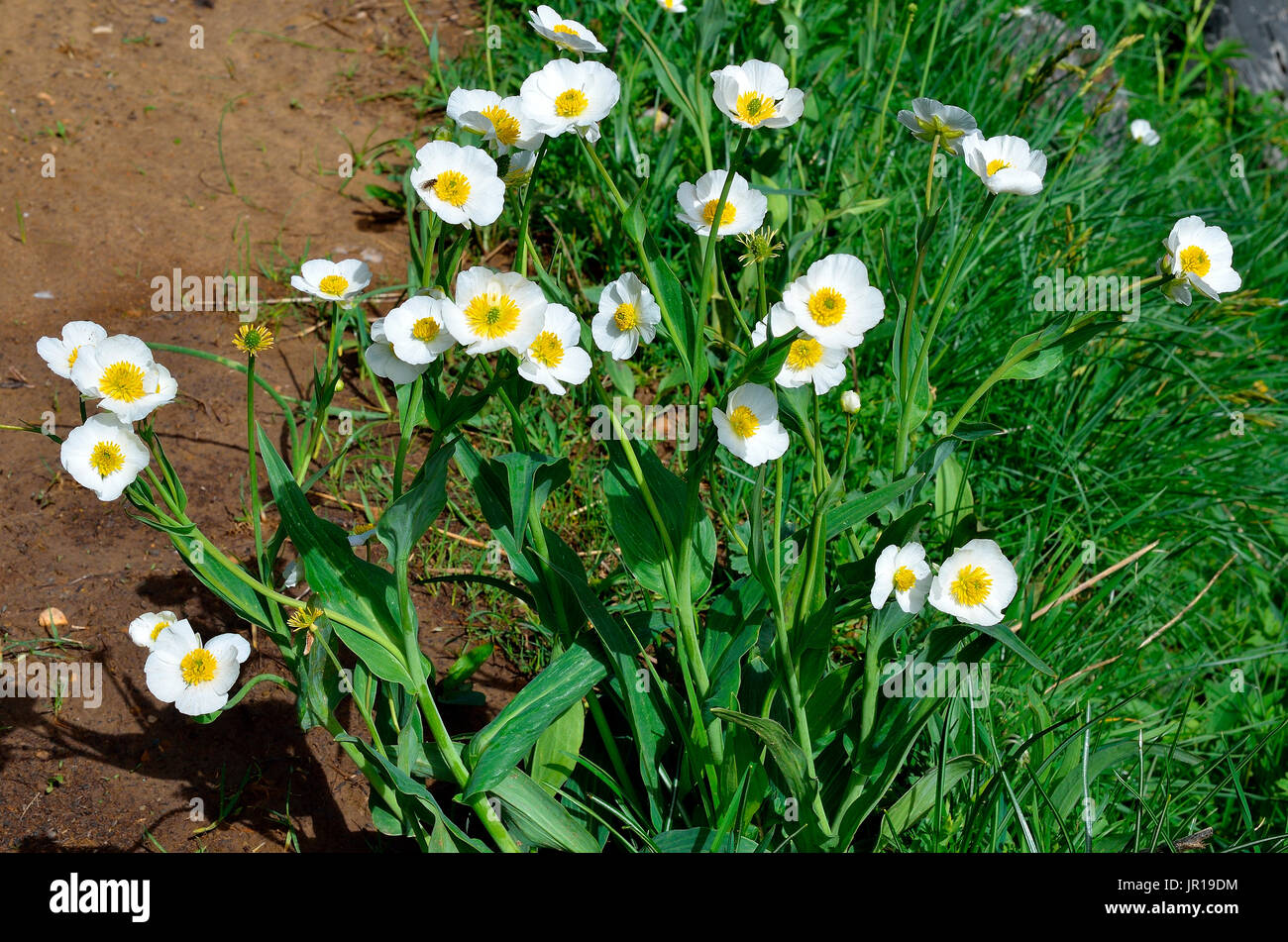 Amplexicaulis buttercup (Ranunculus amplexicaulis). Habitat: subalpine lawns. Endemic of the Pyrenees. Aragon, Spain Stock Photo