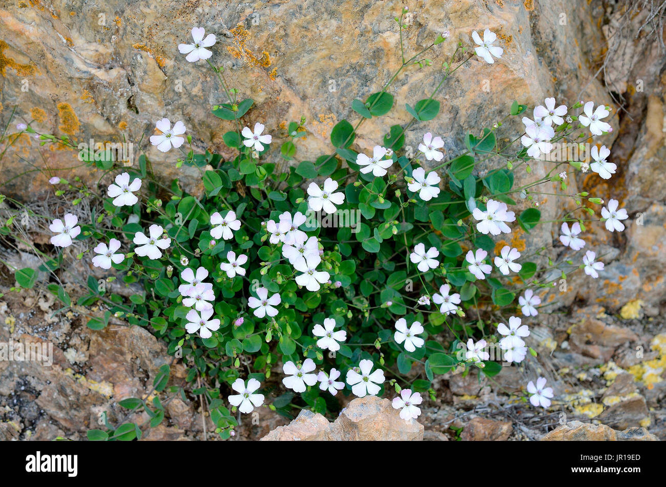 Petrocoptis (Petrocoptis pyrenaica). Habitat: rocks. Pyrenean endemic. la France Stock Photo