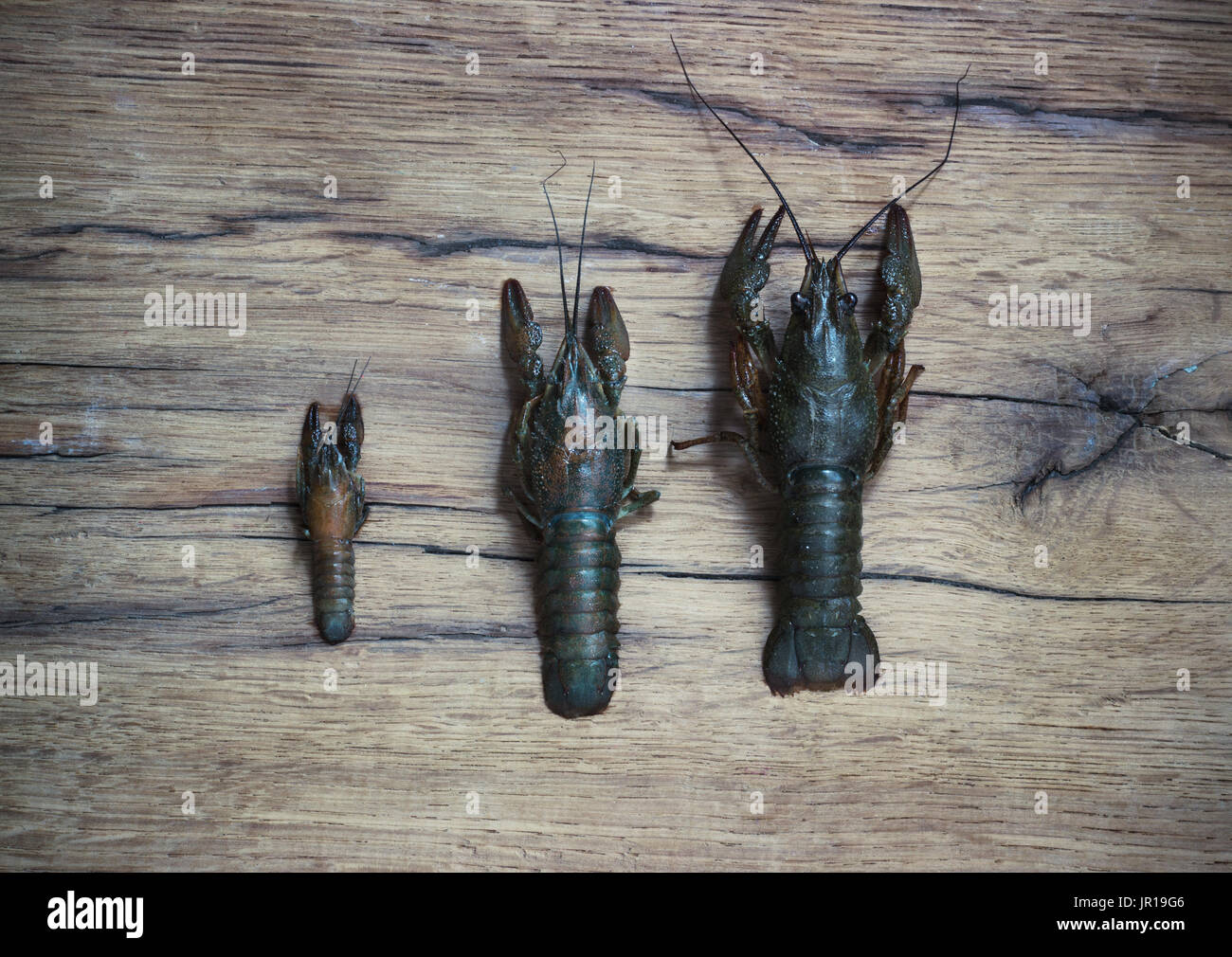 Beautiful live crawfish on a wood background Stock Photo - Alamy