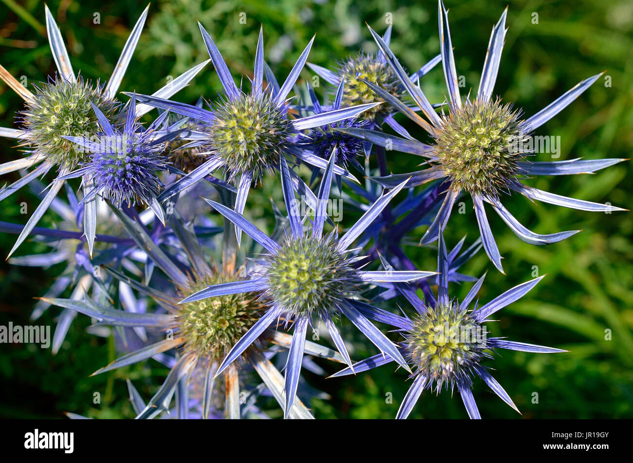 Sea holly (Eryngium bourgatii), endemic to the Pyrenees. La Pierre